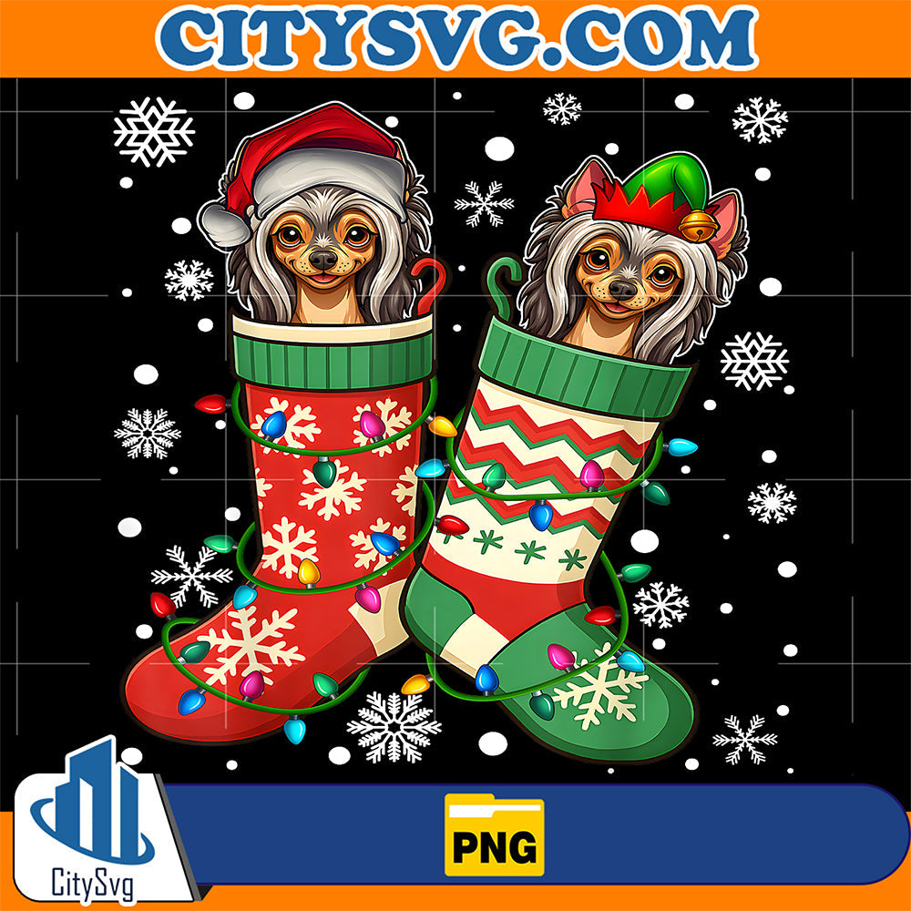 Santa-ELF-Chinese-Crested-Dog-in-Christmas-Socks-Png